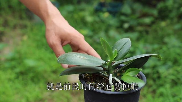 给蝴蝶兰咔嚓一刀下去，好处超多 смотреть онлайн