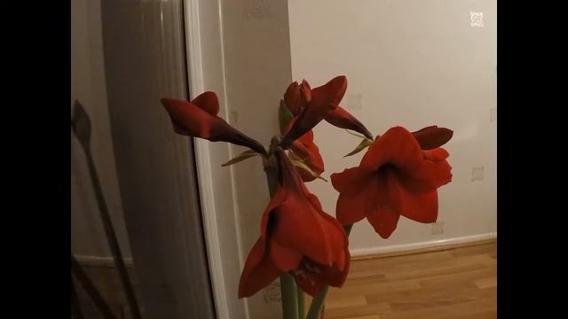 Амарилис отваряне на цветовете timelapse | Amaryllis Red Lion flower opening смотреть онлайн