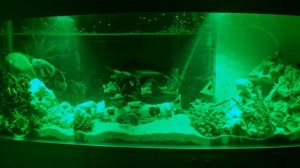 Умный свет в аквариум своими руками,из прожекторов(цена вопроса 3000р.)