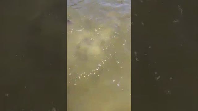 🐟 кишит смотреть онлайн