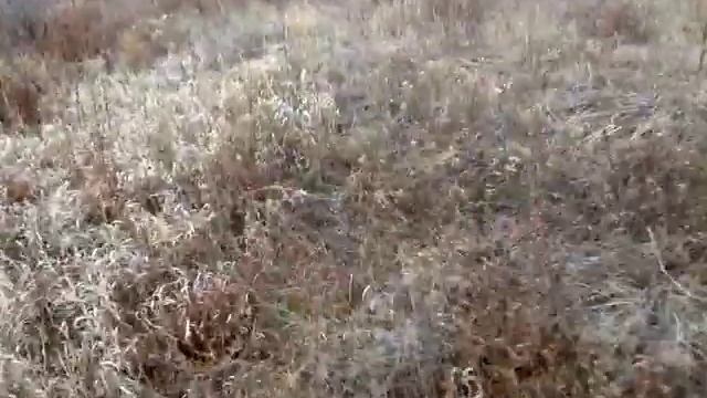 Заготовка лозы на мебельную палку . Сергей Николаевич смотреть онлайн