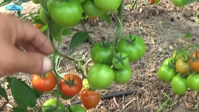 ВЫ ЕЩЁ НЕ ВЫРАЩИВАЛИ ТАКИЕ СОРТА ТОМАТОВ?!! ОБЯЗАТЕЛЬНО ПОПРОБУЙТЕ СРЕДНЕРОСЛЫЕ!!! смотреть онлайн