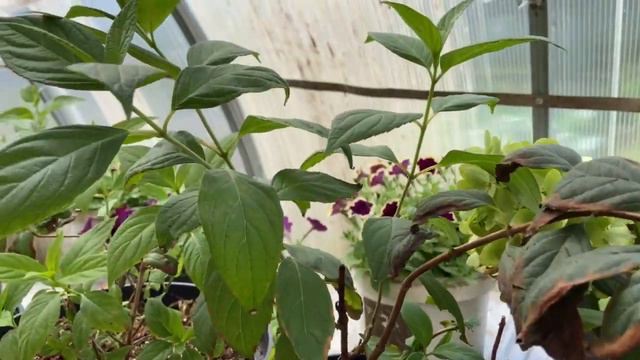 Типичные ошибки при выращивании гортензий смотреть онлайн