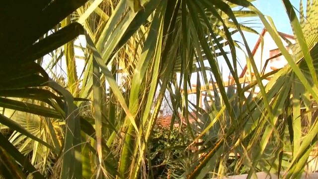 Washingtonia filifera 2017. 03. 14. смотреть онлайн