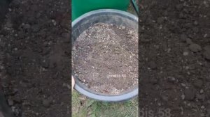 Чем заполнить бочку под петунию??