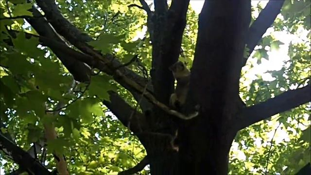 Белка смотреть онлайн