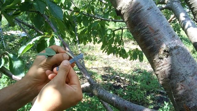 ОСЕННЯЯ ОКУЛИРОВКА ПРИВИВКА ПОЧКОЙ / КОГДА ПРИВИВАТЬ ДЕРЕВЬЯ