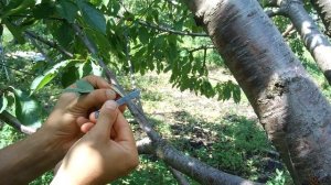 ОСЕННЯЯ ОКУЛИРОВКА ПРИВИВКА ПОЧКОЙ / КОГДА ПРИВИВАТЬ ДЕРЕВЬЯ