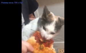 Кот сходит с ума от пиццы