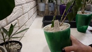 ЦЕОЛИТ для растений ДЕНДРОБИУМ пересадка ВЫРАЩИВАНИЕ в цеолите