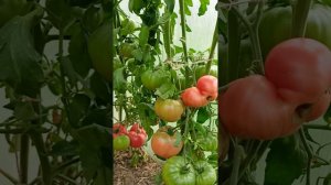 Сортовой томат "Джелимбер". Август 2023 года.