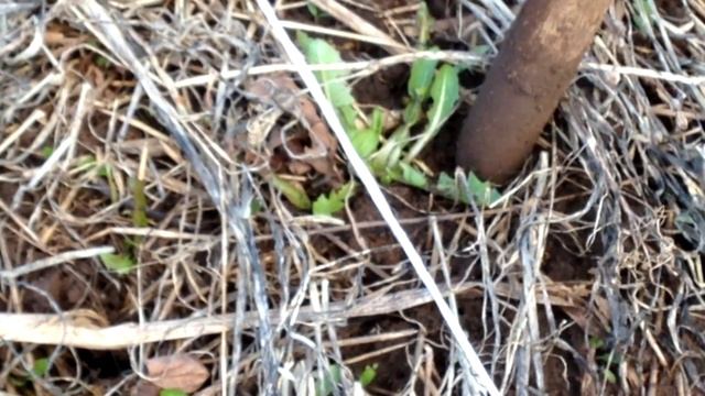 ? #5 Высаживаю рассаду лука Аилса Грейг(Ailsa Craig) и Эксибишен и других луков в некопанную почву. смотреть онлайн