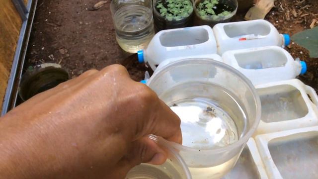 Guppy cross breeding with result - episode 2 Blue Diamond to HB Black Beautiful Result