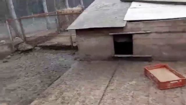 Что за ферма? Много гусей, овец и вьетнамских свинок! смотреть онлайн