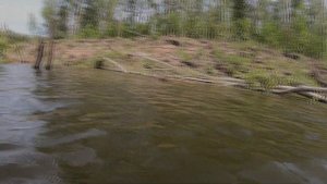 Подводная охота на толстолобика.
