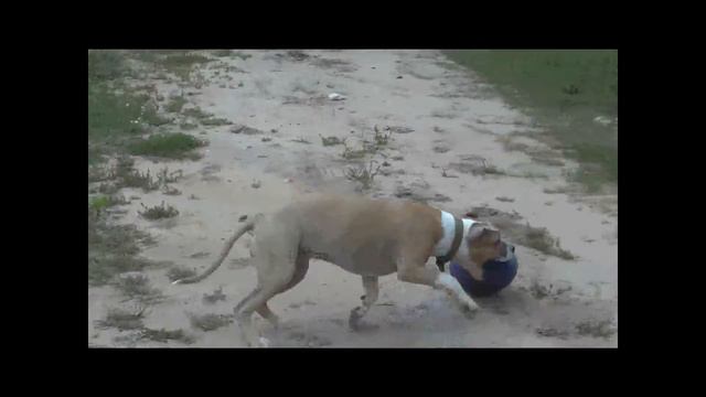 Staffords GaidJewel's kennel смотреть онлайн