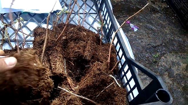 Обзор рассады фиго(клубника,малина) смотреть онлайн