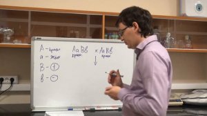 Что такое эпистаз? Разбор задачи №4.3