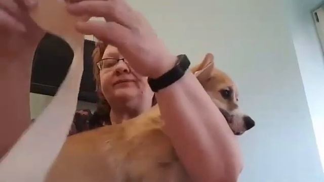 Вельш корги пемброк: как правильно поклеить (поставить) уши щенку смотреть онлайн