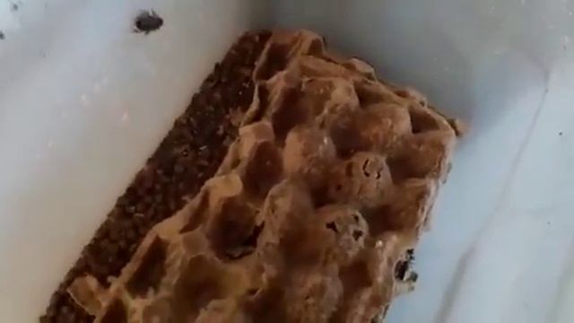 Разведение Тараканов в Домашних Условиях