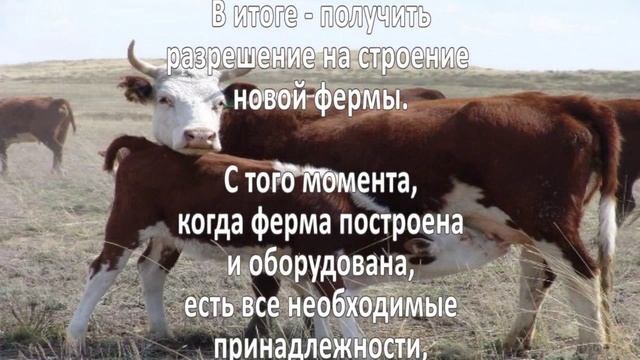 Разведение скота. Бизнес идея