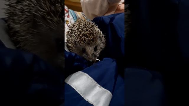 Накормили ёжика. Дикая природа в доме. смотреть онлайн