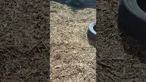 Хупси ель с двумя макушками. И другие ели и сосны в нашем саду.