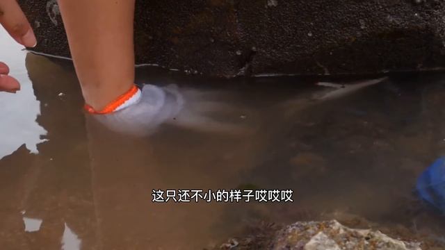 【English sub】小章赶海发现很多猫眼螺正在钻沙，还有一条鱼头上有“红宝石”【赶海小章】 смотреть онлайн