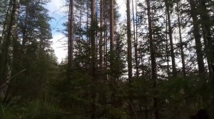 Коп в Карелии. По следам финских войск. Kev. Os. 8