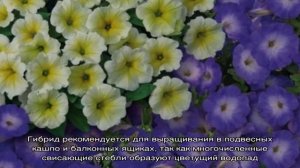Описание, разновидности, выращивание петунии Джоконда