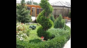 Хвойники в саду/conifers in the garden