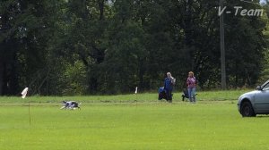 Whippets Amber Veiv's Marius (R) - Nenatnak Absolutely Blue (W). Twin Cup 2017, Latvia.