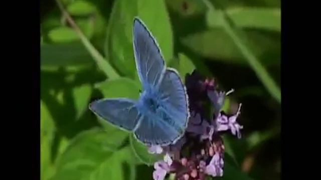 Enya - Pale Grass Blue