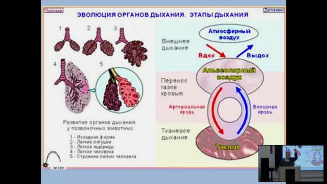 Эволюция систем органов позвоночных животных | Свешников Валерий Георгиевич