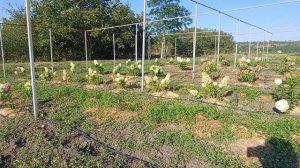 Метельчатая гортензия на Юге России осенью