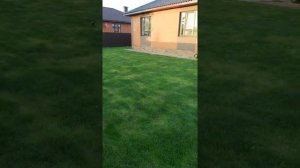 газон из мятлика - мои ошибки 2