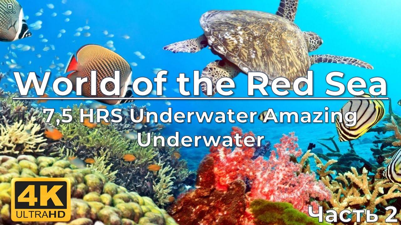 Amazing Underwater World of the Red Sea - 4K Relaxation Video with Calming Music - 7,5 HRS - Part #2