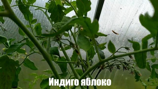 Урожайные и другие сорта томатов в моей теплице 3х4 (обзор сортов) 05.08.2022 Калуга смотреть онлайн