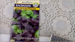 Выращиваем базилик. Секрет быстрых всходов.