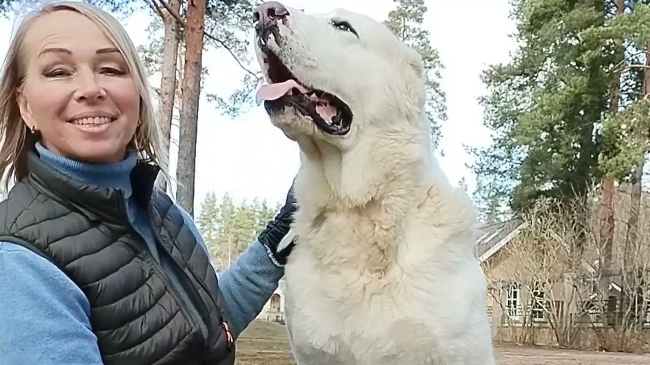 Свободные малыши туркменской линии разведения питомника смотреть онлайн