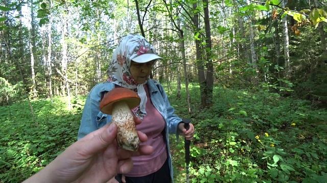 Тихая охота в Перми, по грибы 28 июня 2023 смотреть онлайн