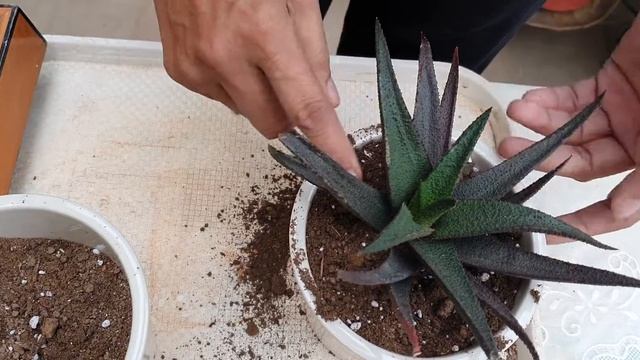 Potting of Aloe and Agave//Soil mix and care смотреть онлайн