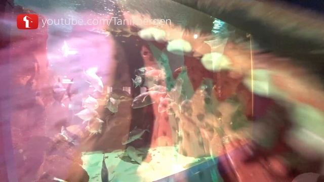 Самый отдаленный в мире ОКЕАНАРИУМ от мирового океана, Байтерек и Джунгли в Астана Казахстан смотреть онлайн