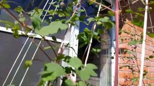Роза СВАНИ ,КОМТЕС ДЕ БАРИ , ГРАНД ОТЕЛЬ , НАВАЛИС , ГЛОРИЯ ДЭЙ , ПРИНЦ ДЕ МОНАКО .