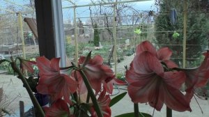 Маринад из кетчупа и майонеза. Шашлык из Куриных крылышек с чесноком.