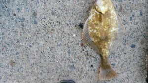 камбала #рыбалка