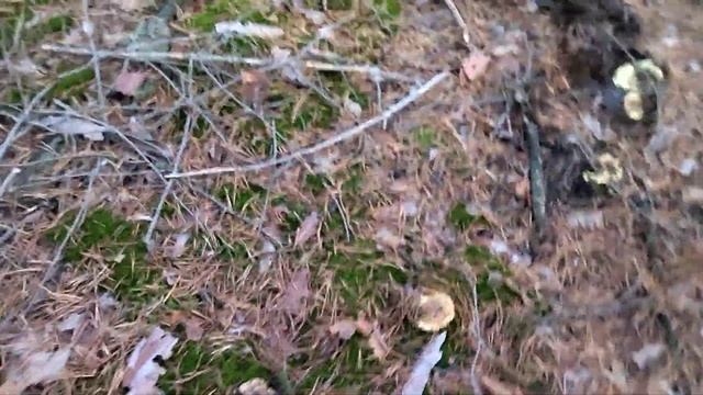 Сбор зеленушка. смотреть онлайн