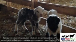 Жирохвостики. Продажа овец и ягнят.