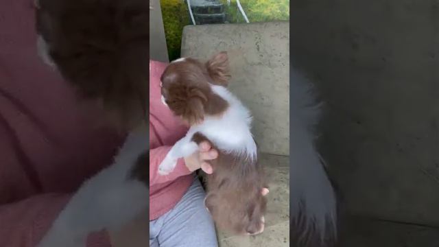 эксклюзивная крошка Жерали,второй такой нет,мини чихуахуа продажа+79787458062 доставка оговариваетс смотреть онлайн