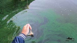 ЛОВЛЯ  КАРПА В КОРЯЖНИКЕ ЛЕТОМ ! РЫБАЛКА НА УДОЧКУ С БОКОВЫМ КИВКОМ .